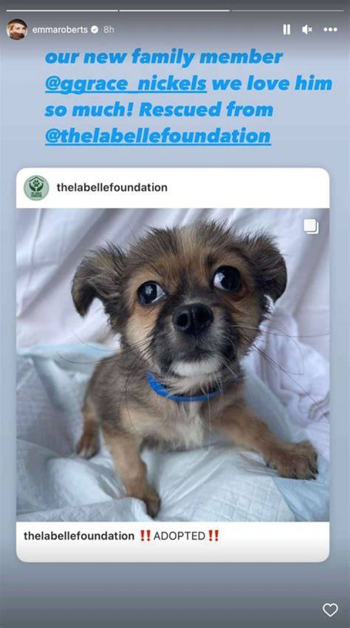 
Emma Roberts Adopts New Rescue Chihuahua Puppy: ‘We Love Him So Much’ 