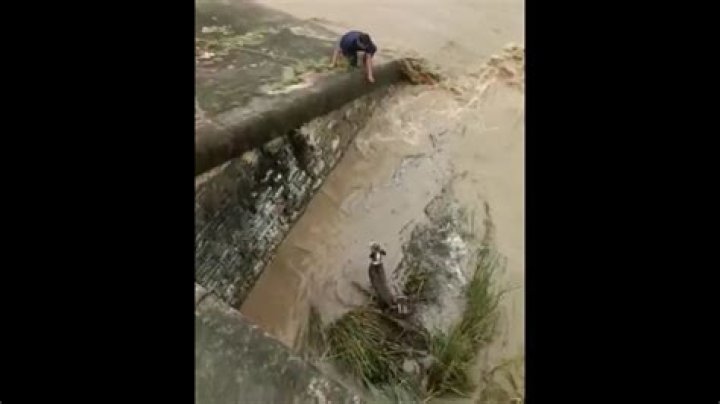 
Netizens melt as rescue dog holds new owner’s hand in heartwarming viral video 