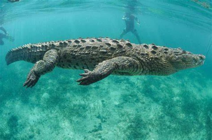 
What Happened To Hendri Coetzee? Kayaker Eaten By Crocodile Video Details Explained 