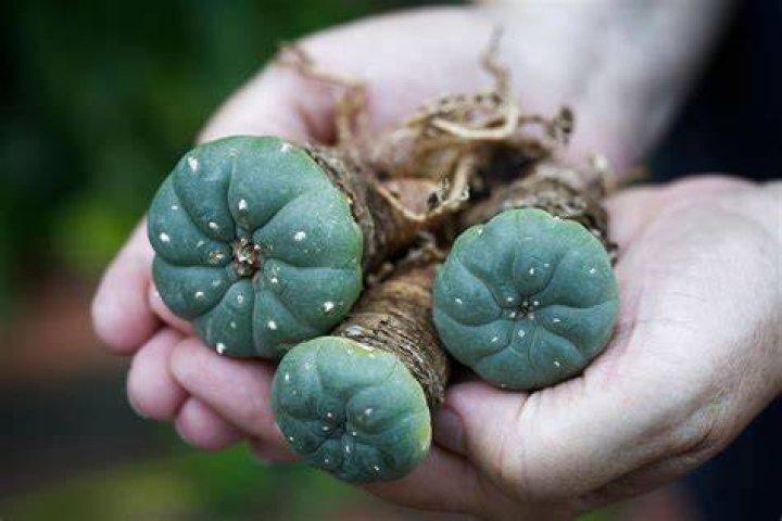 
What is peyote? Jane Fonda opens up on a horrible experience with the drug 